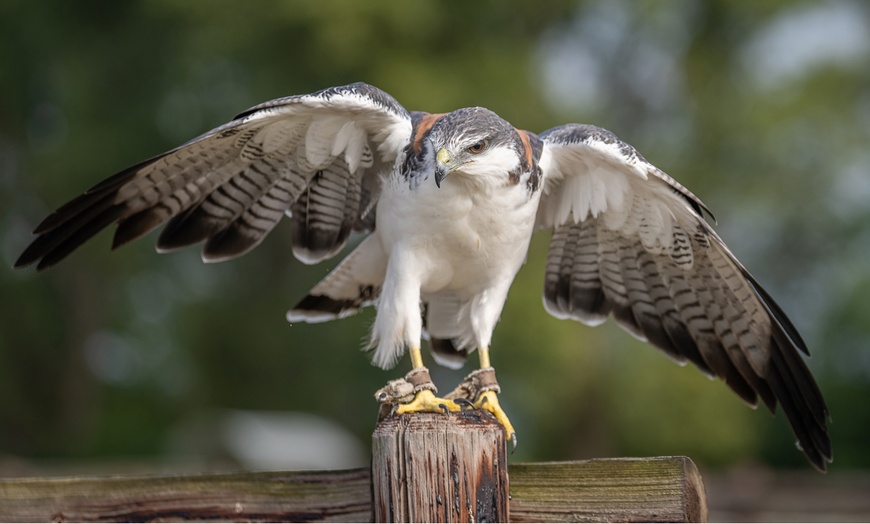 Image 2: 60 Min. Exklusives VIP-Falkner-Erlebnis für 1 oder 2 Personen