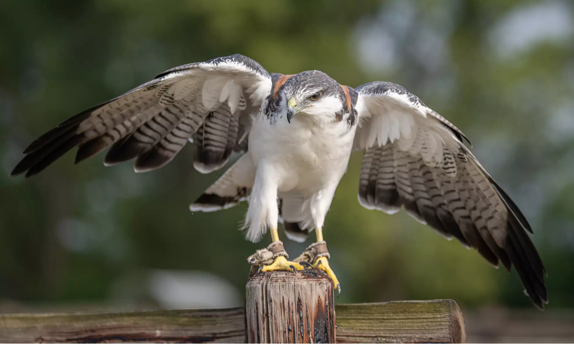 60 Min. Exklusives VIP-Falkner-Erlebnis für 1 oder 2 Personen