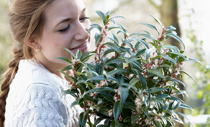 Image 5: One or Two Sarcococca Winter Gem Potted Plants