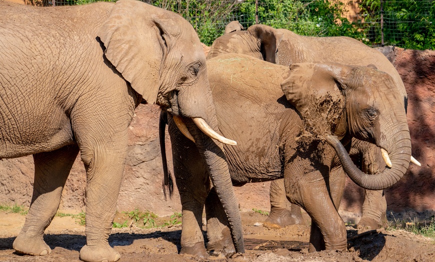 Image 5: Tageskarte für den Zoo Magdeburg für 1 oder 2 Personen