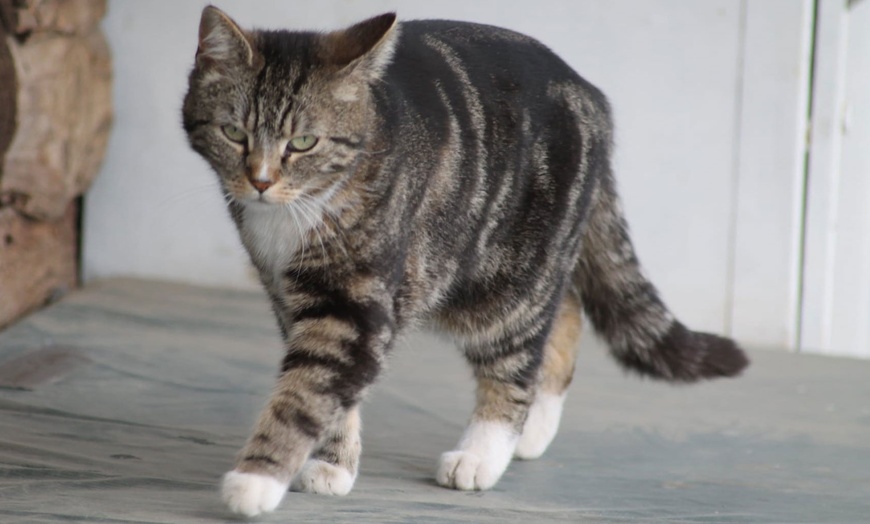 Image 3: Tierpatenschaft für 1 Tier nach Wahl inkl. Tierführung