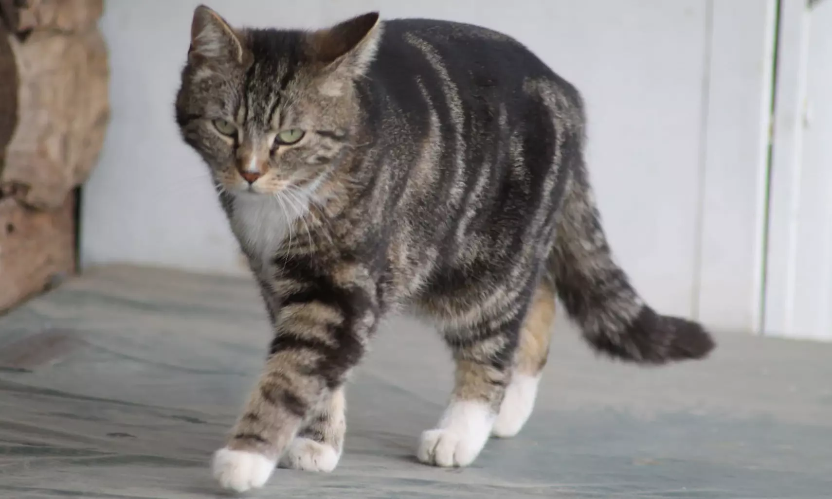 120 Min. Auszeit mit Tieren für 1 oder 2 Erwachsene (ab 15 Jahren)