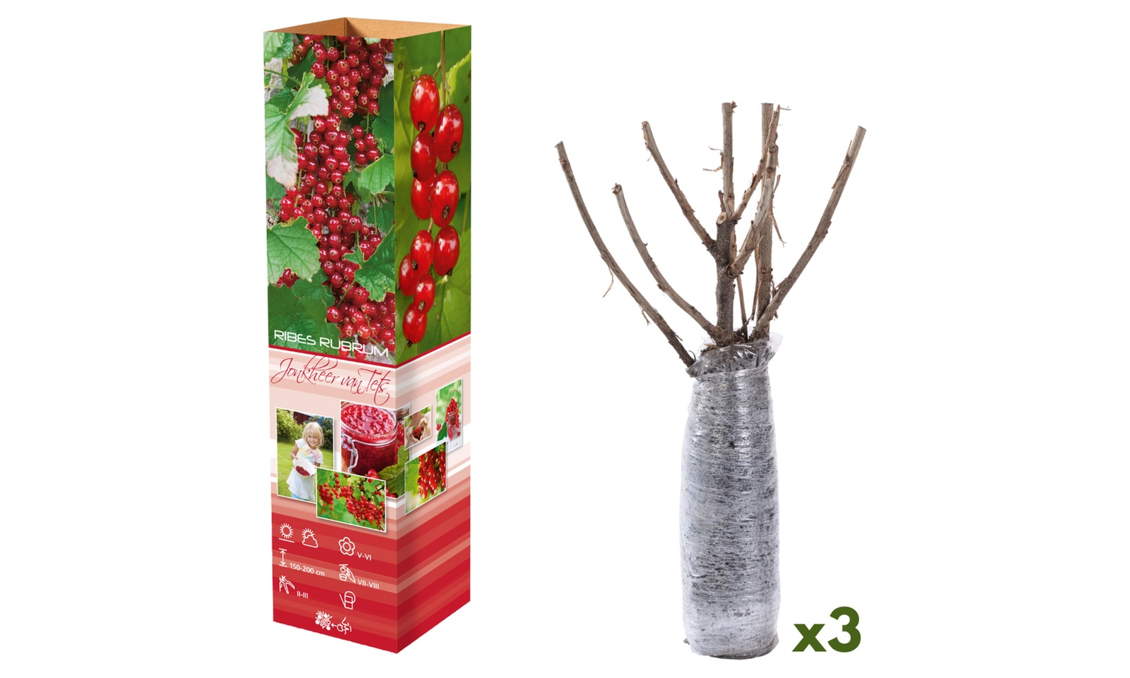 3er-Set Rote Johannisbeeren