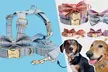 Flex your pet’s personality with comfortable and cool collars designed just for them! (Up to 71% off) - Second Medium
