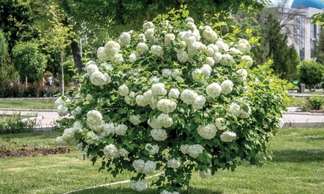 Groupon Unisex White Potted Viburnum Hardy Shrubs: Opulus Roseum 9Cm Pot /Two