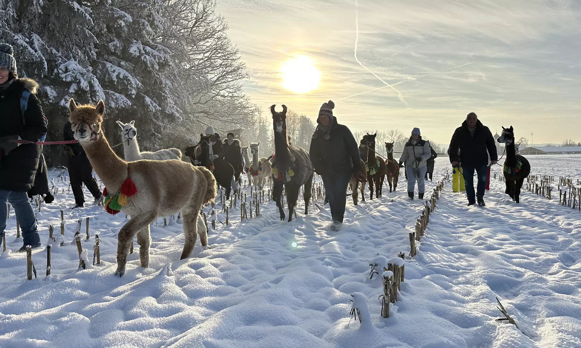 Alpaka-Wanderung oder Schnupper-Erlebnis im Stall für 2 - 4 Personen