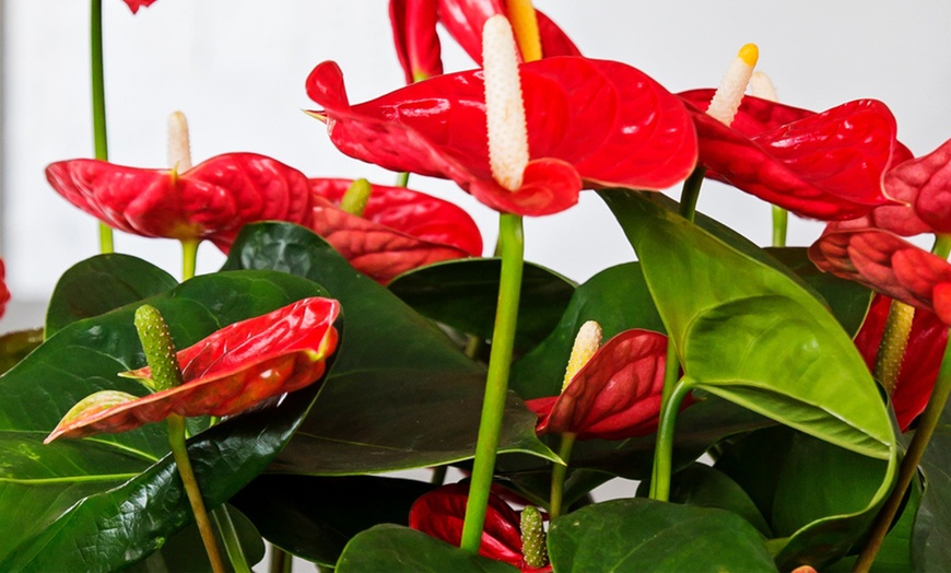 Image 9: Anthurium