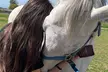 Discover One-on-One Horseback Riding Sessions or 1.5-Hour Introduction to Horses & Riding (Up To 36% Off) - Second Medium