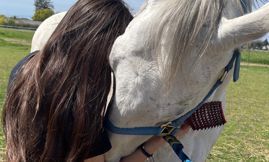 Image 7: Discover Private Horseback Riding Session or Intro to Horses & Riding