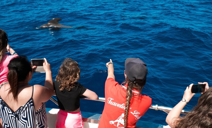 Image 7: Paseo en barco para avistamiento de cetáceos