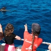 Image 7: Paseo en barco para avistamiento de cetáceos