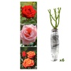 Image 1: 1 sur 2 ensembles de 3 roses à grandes fleurs 