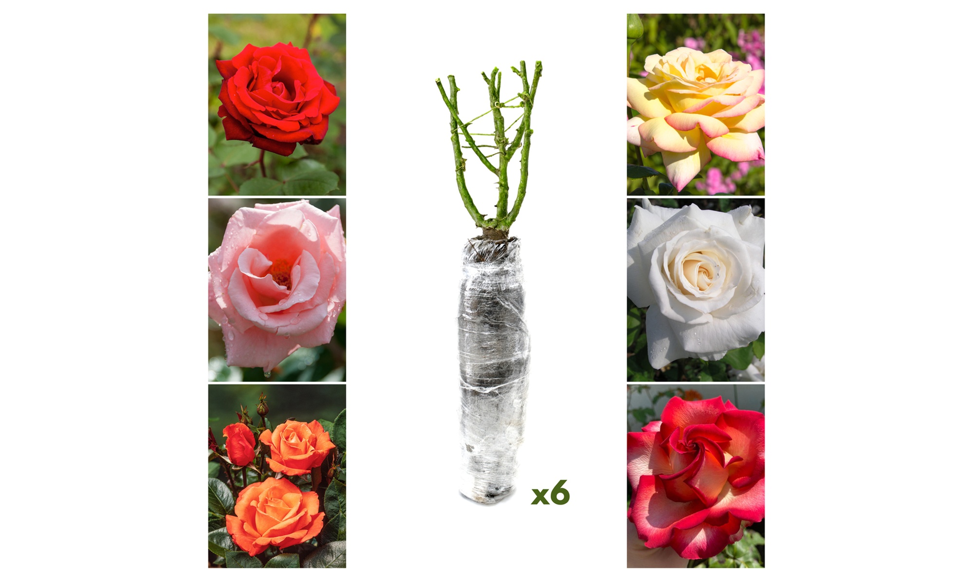 3er- oder 6er-Set Rosen