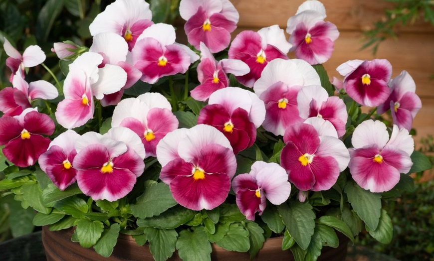 Image 6: Winter Bedding Mix Garden Ready Plants or Plug Plants