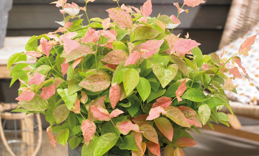 Image 2: 1, 2 or 3 Potted Fruit Plant Collections