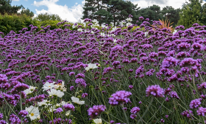 Image 16: Rainbow Perennial Collection - 72 or 144 Plants