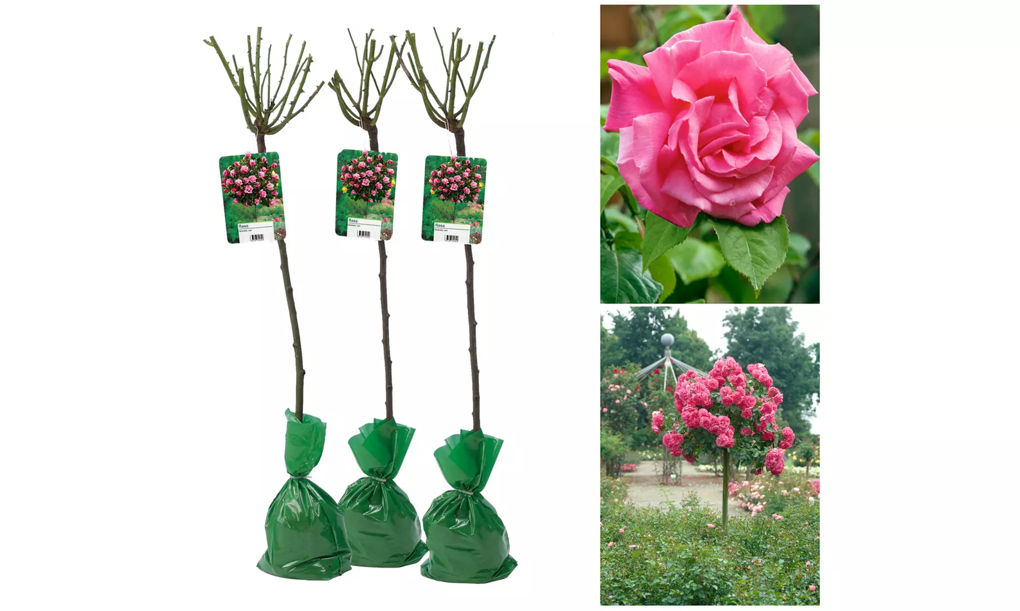 Set van 3 XXL rozen van 120-140 cm