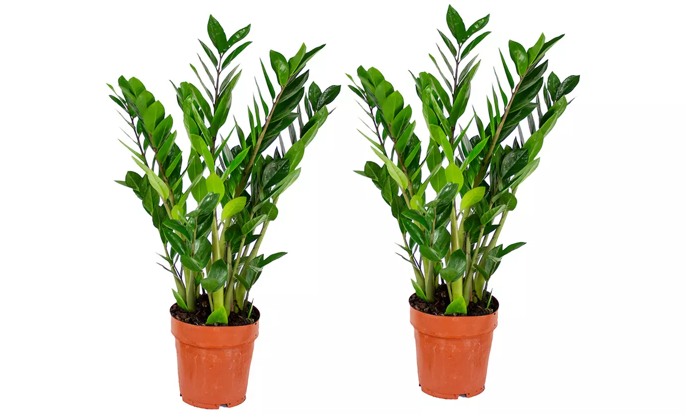 1 oder 2 Glücksfeder-Pflanzen (Zamioculcas)