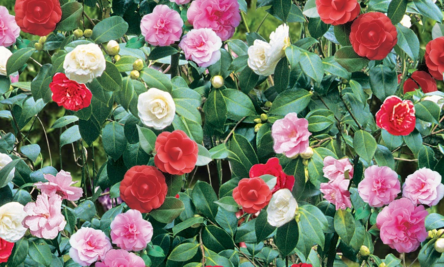Image 9: Hardy Camelia Potted Plants – Red, Pink, Yellow Mix