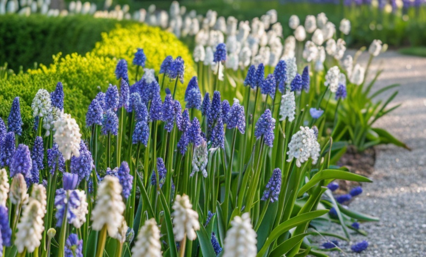 Image 2: Tot 200 kleurrijke Muscari bloembollen