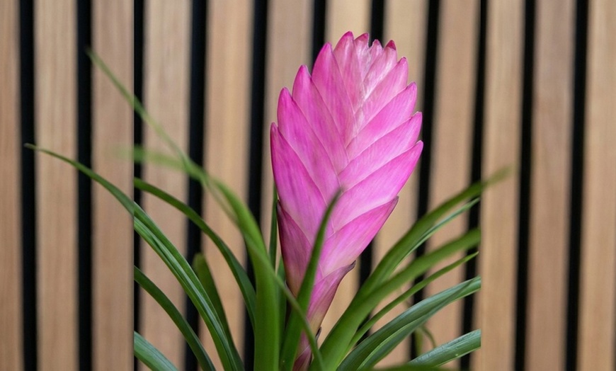 Image 5: Rootz Set of 3 Tillandsia Cyanea Pastel Houseplants with Pot