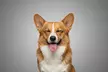 Up to 96% off Studio Pet Photoshoot with Mounted Print(s) at Zen Shots - Image 4