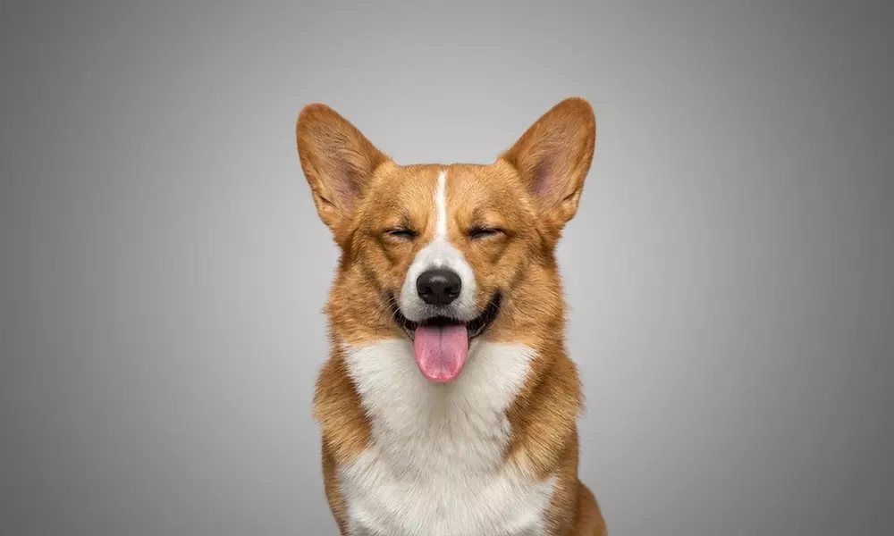 Professional Pet Photoshoot & Fine Art Print to Cherish Your Bond