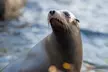 Admission for One Child or Adult to Bronx Zoo (Up to 10% Off) - Second Medium
