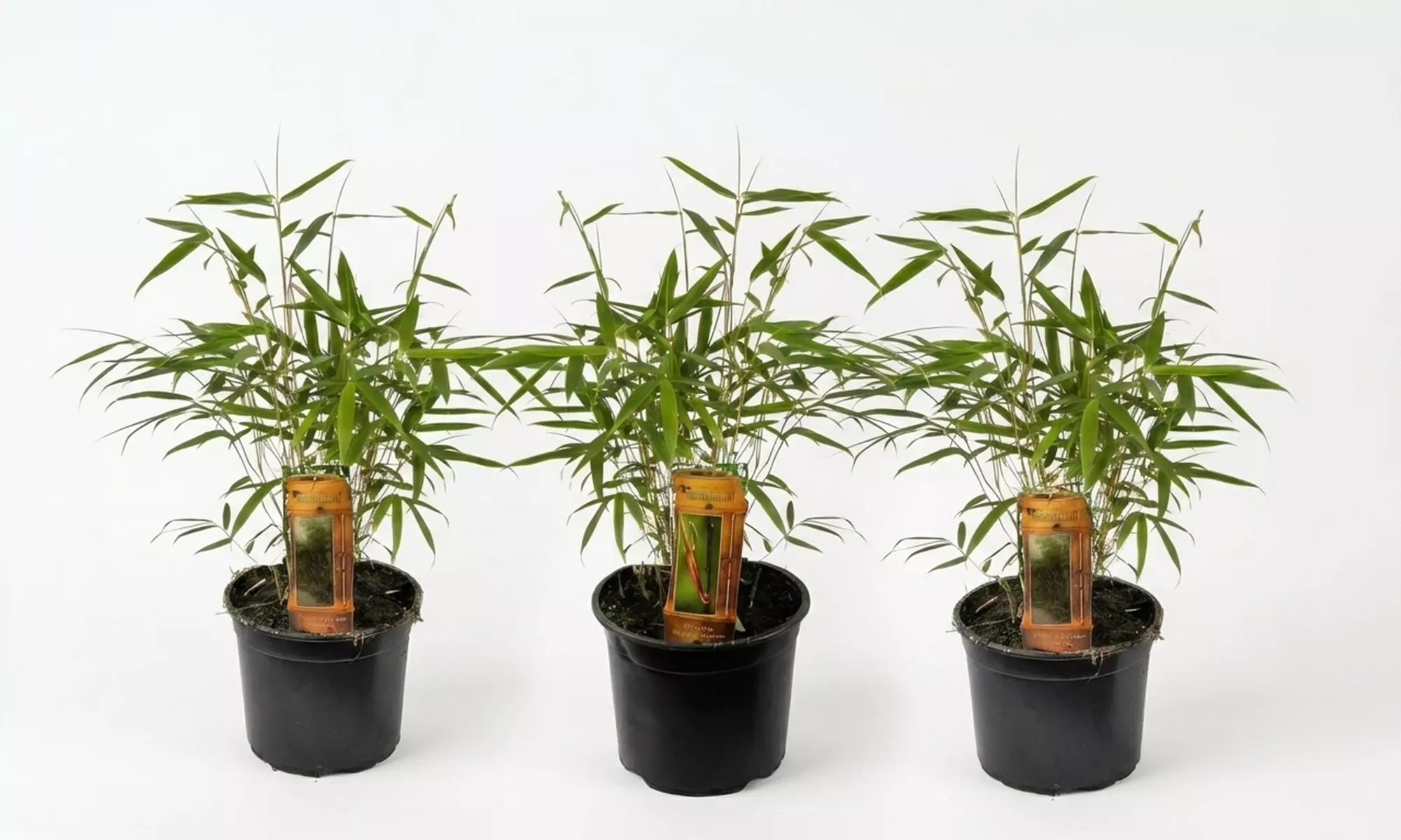 1 o 2 piante Fargesia 'Red Dragon'