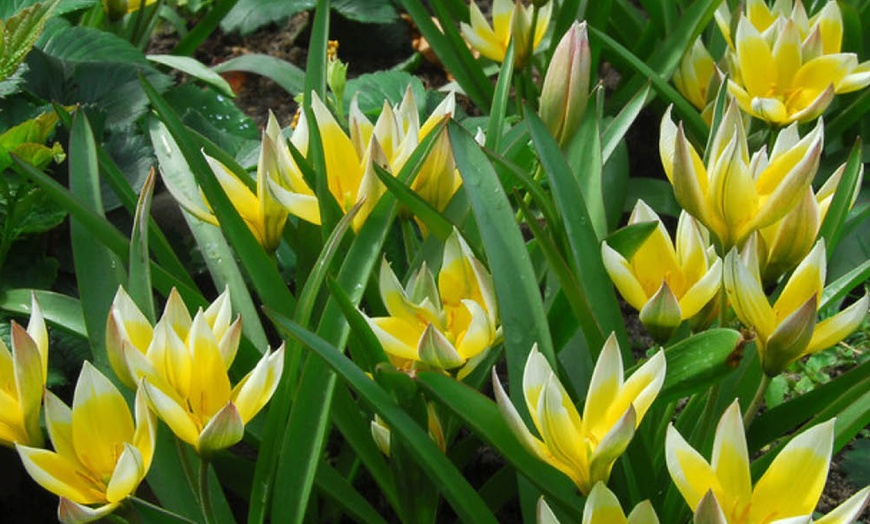 Image 2: 20 or 40 Hardy Tulips 'Rock Garden' Mixed Spring Flowering Bulbs
