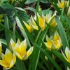 Image 2: 20 or 40 Hardy Tulips 'Rock Garden' Mixed Spring Flowering Bulbs