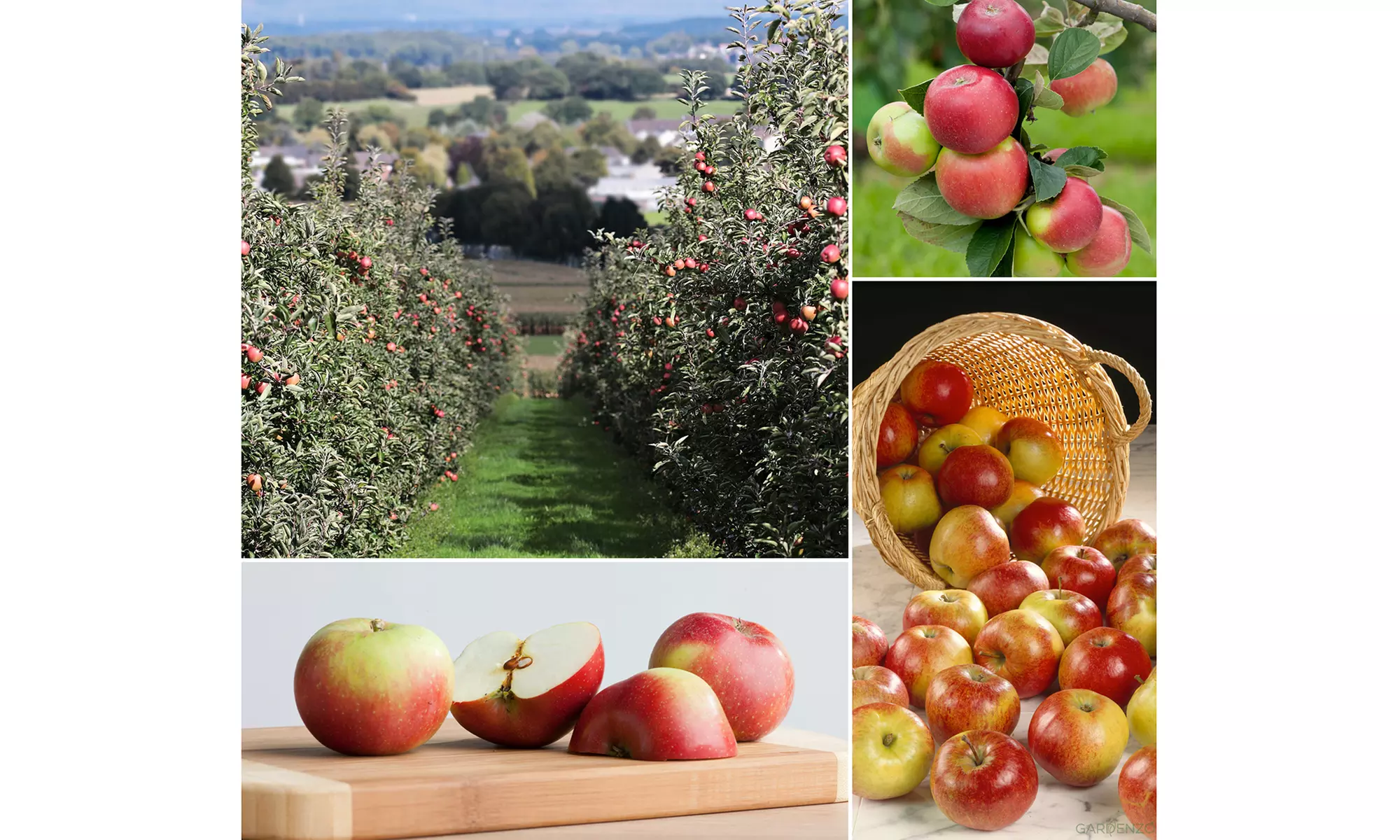 3x oder 5x Set Obstbäume