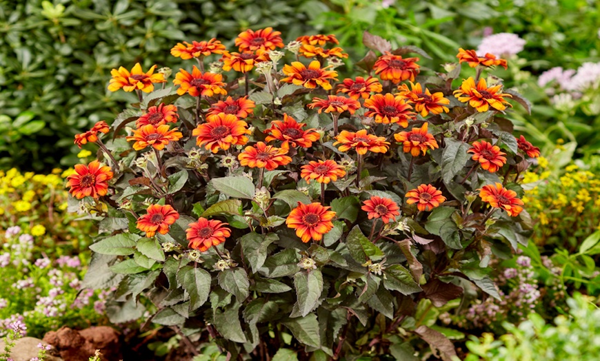 Image 3: Up to Five Hardy Sunflower Heliopsis Luna Roja Plants in 9cm Pots