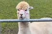 Meet Friendly Alpacas with this Pennybridge Farm Hands-On Experience! - Second Medium