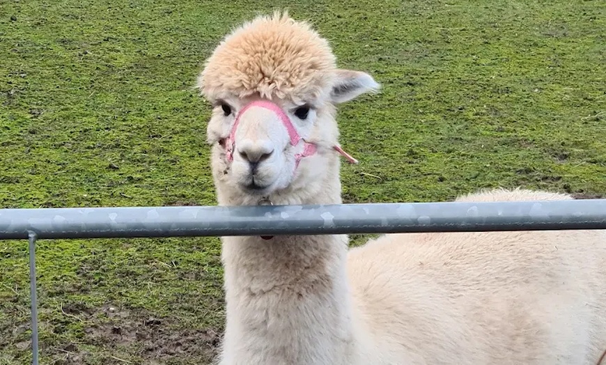 Image 9: Alpaca Farm Experience at Pennybridge Meet, Feed & Learn About Alpacas  