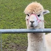 Image 9: Alpaca Farm Experience at Pennybridge Meet, Feed & Learn About Alpacas  