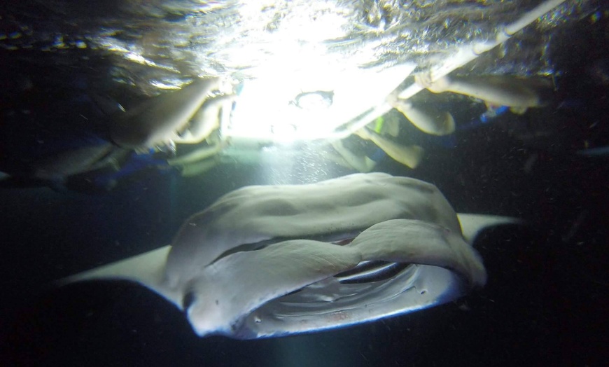 Image 7: Hawaiian Speed Boat Tour w/ Reef Snorkel, Sea Cave, Dolphins & Whales
