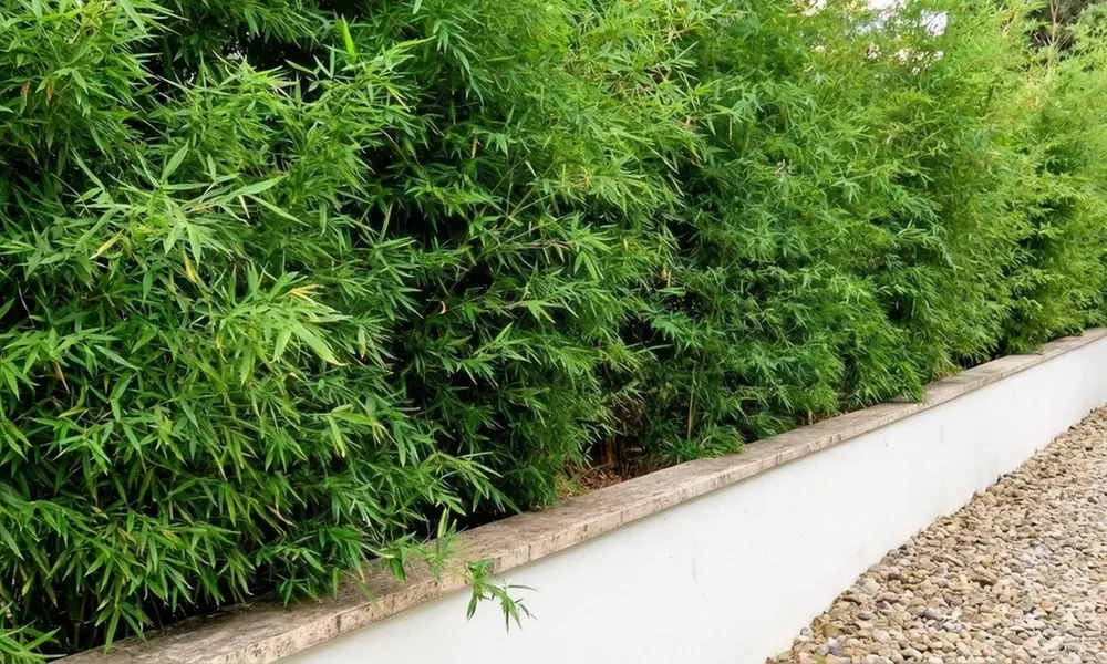 3er- oder 6er-Set Schirmbambus