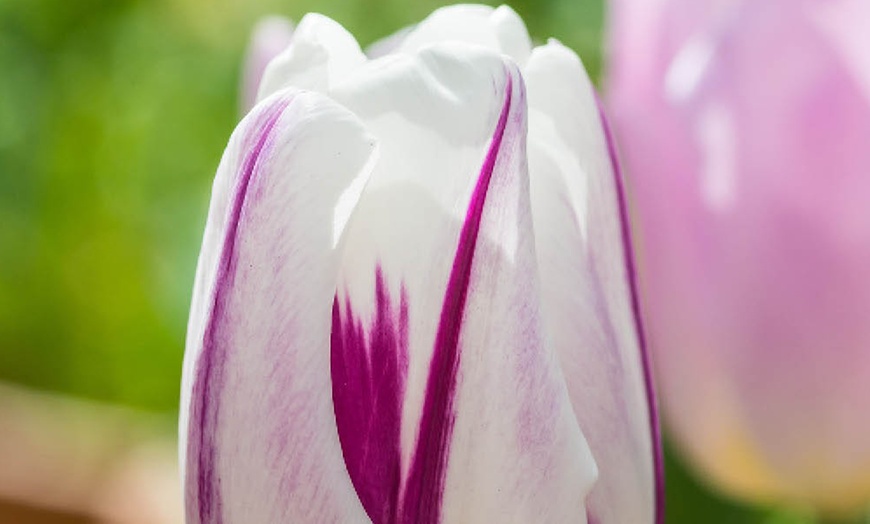 Image 4: 12 or 24 Tulip Flaming Flag Spring Flowering Bulbs