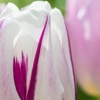 Image 4: 12 or 24 Tulip Flaming Flag Spring Flowering Bulbs