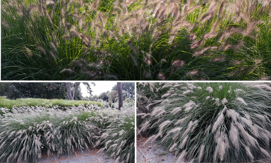 Image 2: Herbe aux écouvillons "Pennisetum alopecuroides 'Hameln'"