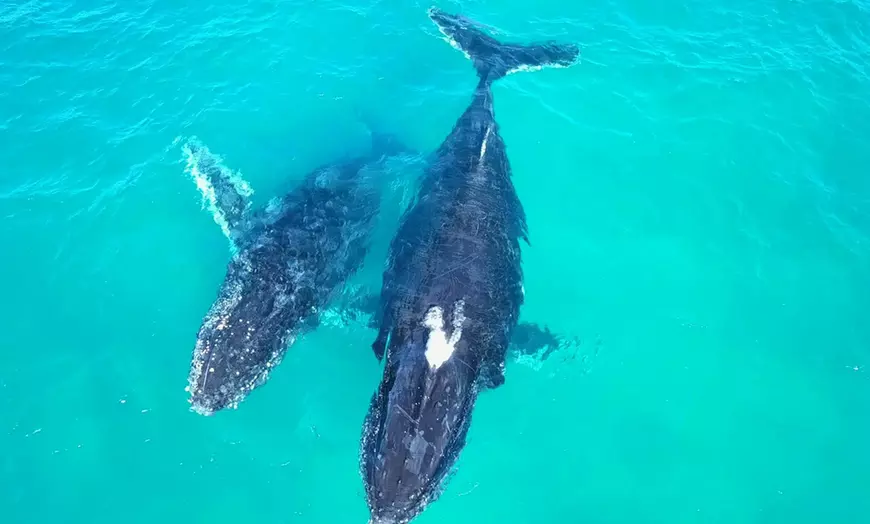 Image 7: Sail Across Gold Coast Broadwater on a 4 Hour Whale Watching Cruise
