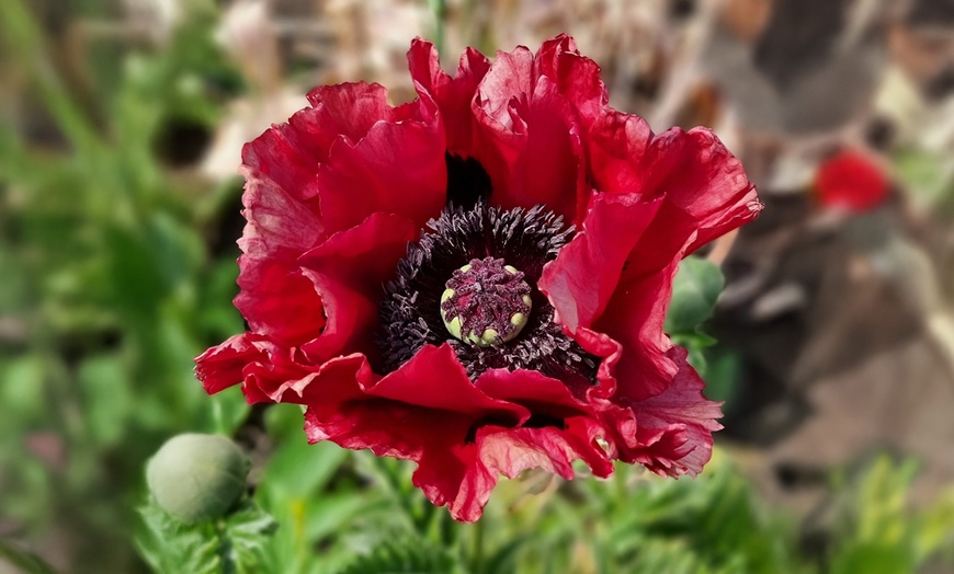 Image 5: Set van 6 rollen White Bear biologisch afbreekbare keukenrol 