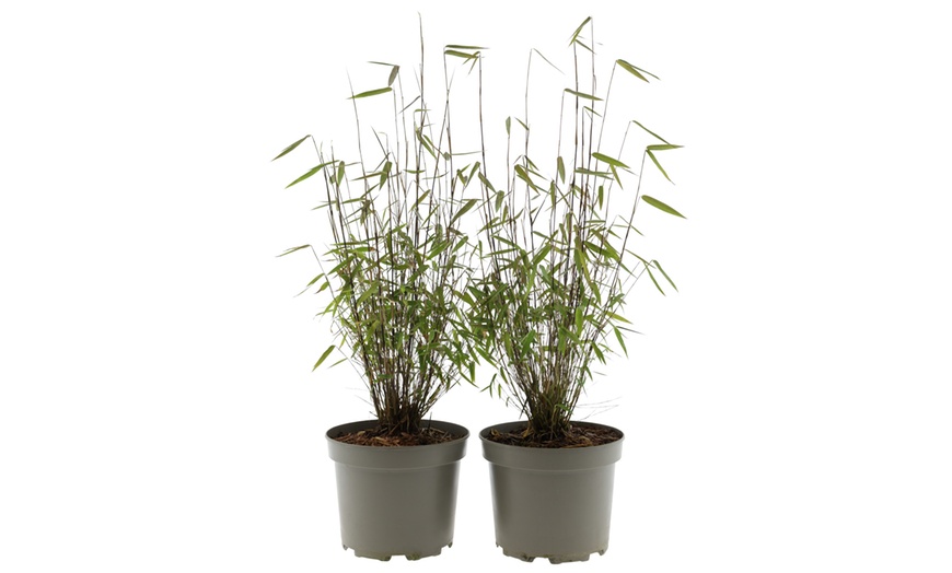 Image 9: Bambou Fargesia, non invasif