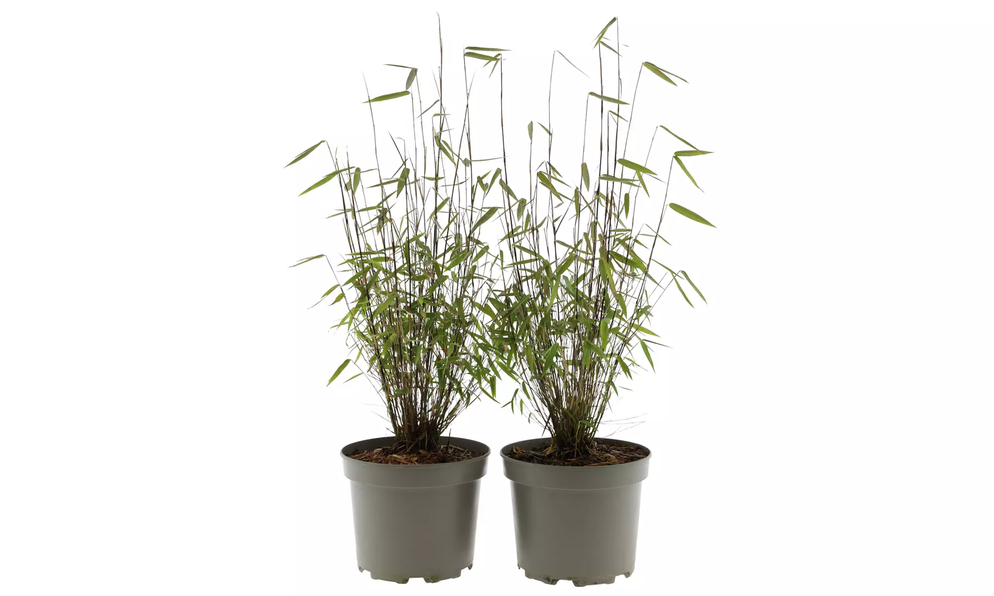 3x - 6x GARDENZO Bambus Asian Wonder, Rufa oder Red Dragon