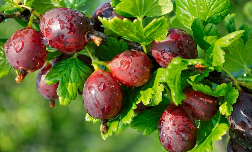 Image 10: Gooseberry Fruit Collection