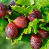 Image 10: Gooseberry Fruit Collection