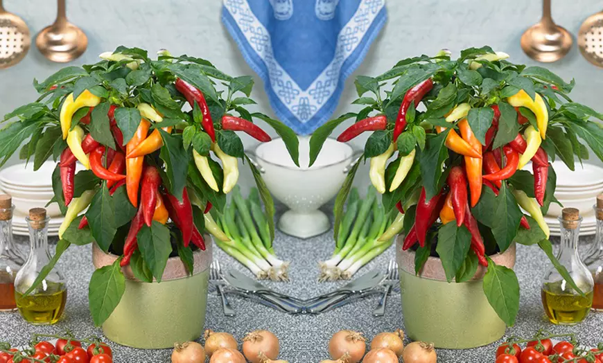 Image 1: Small Space Vegetable Plants - 3 or 6 Potted Plants