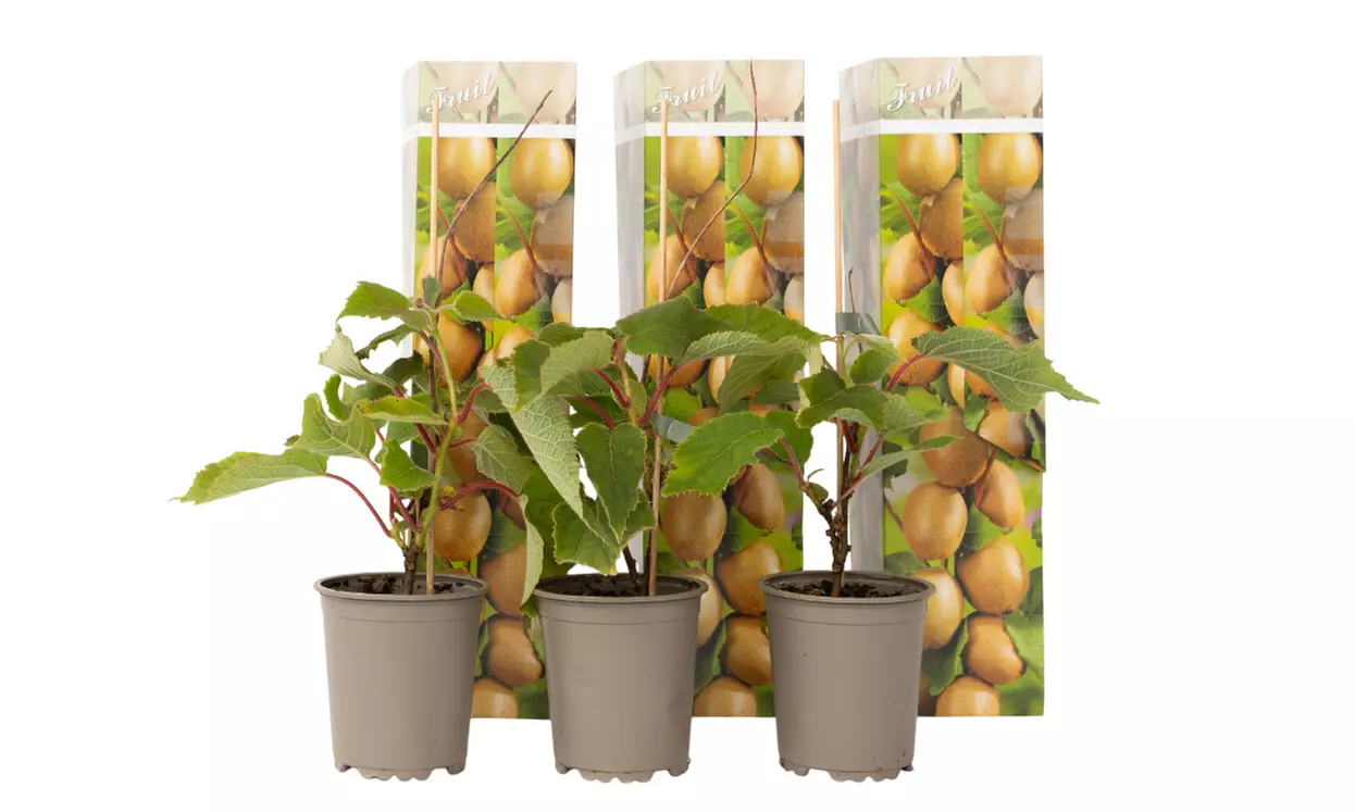 3er-oder 6er-Set schnell wachsende, selbstbestäubende Kiwi-Pflanzen „Jenny“ - Second Medium