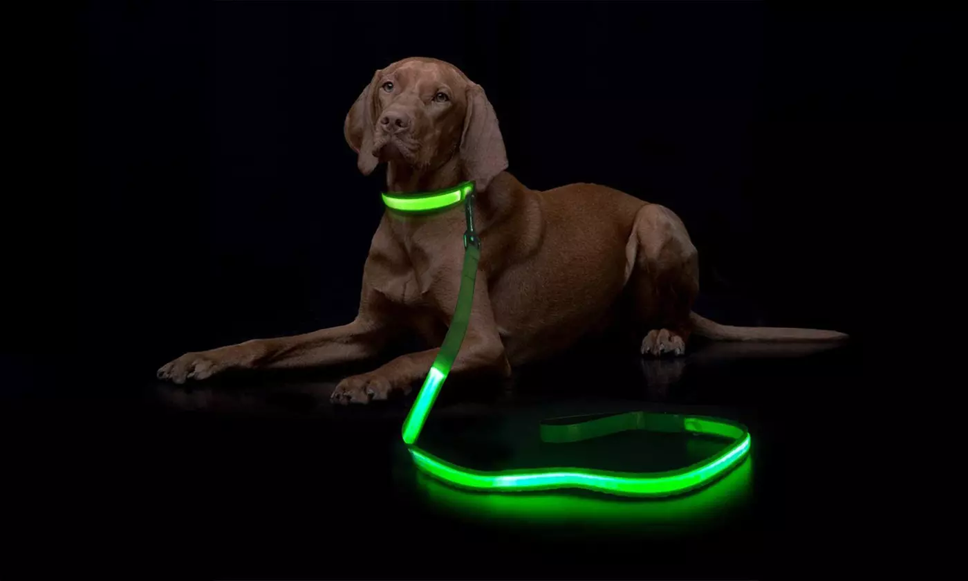 Safety Luminous LED Dog Light Up Collar Night Glow Adjustable Collar with Leash